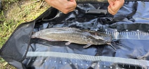 Kogha Wallerrute No Crack Catfish Kunden-Foto 1