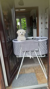 SucceBuy Tragbare Hundebadewanne – erhöht, faltbar, platzsparend für kleine und mittelgroße Haustiere, effiziente Entwässerung, grau, für die Fellpflege drinnen und draußen Kunden-Foto 1