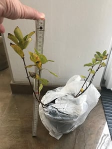 Sibirische Blaubeere Zojka ca. 60 cm – Honigbeere Lonicera caerulea – winterharte Beerenpflanze, süß-aromatische Früchte, robuster Beerenstrauch Kunden-Foto 5