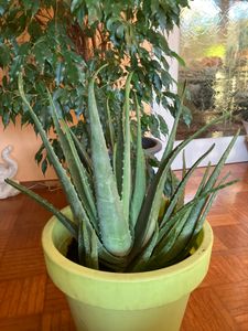 Pianta di aloe vera XXL, 5 anni, 60-70 cm – Grande succulenta, facile da curare, ideale per la cura della pelle e come decorazione Foto del cliente 2
