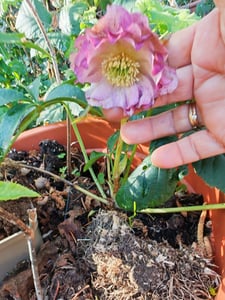 BALDUR Garten 1x Christrose 'Double Ellen Picotée', Pflanze im 9x9 cm-Topf, Helleborus niger, winterharte Staude, mehrjährig, pflegeleicht, für Standort im Schatten geeignet Kunden-Foto 2