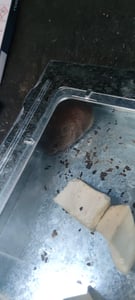 Živá pasca na myši Veľká pasca na myši Pasca na potkany Opakovane použiteľná pasca na zvieratá Box Trap Pet Friendly pre kuchyňu Obývacia izba Vonkajšia 26,5x16x4,7cm Retoo Fotografia od zákazníka č. 1