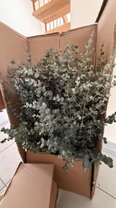 2x XXL Eucalyptus Busch Eukalyptusbaum 40 - 60 cm, Pflanze winterhart Kunden-Foto 2