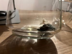 Teekanne mit Edelstahlsieb Elegant, 1500 ml, schwarz Kunden-Foto 2