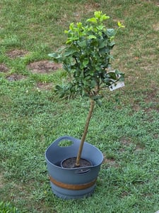 Citrus limon Lunario 140–170 cm – Limone vero – Limone quattro stagioni, a fruttificazione continua, pianta da vaso mediterranea Foto del cliente 2