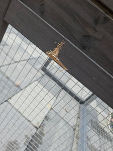 MyAnimal Hühnerstall MH-04 | Für 3-4 Hühner - Hühnerhaus - Nistkasten - Eiablage - Freilaufgehege - Wasserabweisendes Dach - Kleintierstall (Braun) Kunden-Foto 6