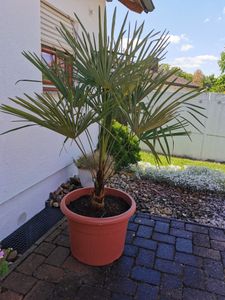 XXL Palme Stammhöhe 40-50 cm winterhart 160-180 cm Trachycarpus fortunei, Hanfpalme, Kunden-Foto 12