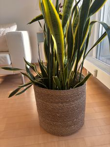 Seegras Korb rund natur Ø 35 x 33 mit Einsatz Blumentopf geflochten Aufbewahrungskorb Über-Topf Blumenkorb Kunden-Foto 1