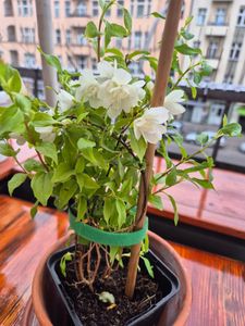 BALDUR Garten 1x Duftender Gartenjasmin 'Pearls of Perfume®', Pflanze im 9x9 cm-Topf, gefüllte Blüten, betörender süßer Duft, winterhart & pflegeleicht, mehrjährig, ideal für Beet & Kübel Kunden-Foto 1