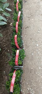 1 rastlina zimostráz 20-25 cm ker Buxus sempervirens Fotografia od zákazníka č. 5