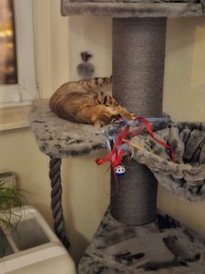 HAPPYPET Premium Kratzbaum Grosse Katzen Stabil 'Freddy' – 150 cm Großer Katzenbaum, Kletterbaum für Maine Coon, 20 cm Dicke Stämme - creme Kunden-Foto 10
