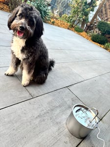 Automatischer Edelstahl-Haustier-Wasserbrunnen 2,2 l – leise Pumpe, kein Verschütten, Filter – Trinkbrunnen für Hunde & Katzen Kunden-Foto 3