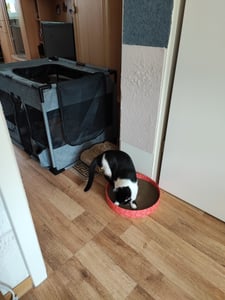 Kartonnen speelgoed voor katten, ronde krabplank, 5,5 cm hoog, diameter 34 cm Klantenfoto 6