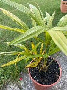 Chinesische Hanfpalme - Trachycarpus Fortunei - Höhe 65-75cm - ⌀21cm Kunden-Foto 1