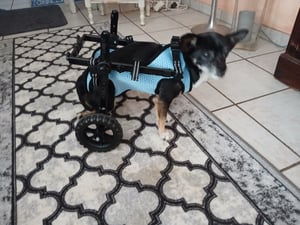 VEVOR hondenrolstoel voor achterpoten, verstelbare rolstoel voor huisdieren, lichtgewicht hondenwagen met schokdempende wielen, hulpmiddel voor honden met een beperking, verlamming of blessures, tot 10 kg Klantenfoto 1