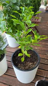 Citrus aurantium, horký pomaranč, 2 l kvetináč Fotografia od zákazníka č. 1