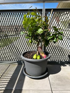 Zitrus Zitronenbaum Zitrone Citrus Limon Limone 140 - 160 cm Zitruspflanze Kunden-Foto 1