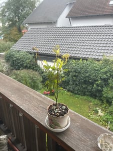 BALDUR Garten 1x Japanischer Ahorn 'Katsura', Pflanze im 12 cm-Topf, niedrig bleibende Ahorn-Rarität, spektakulärer Orange-Ton im Frühjahr, winterhart & mehrjährig, pflegeleicht Kunden-Foto 3