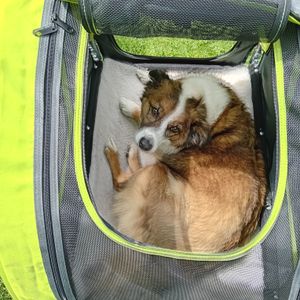 DOGGYHUT Large remorque de vélo & buggy pour chiens 2 en 1 pour chiens jusqu'à 35kg remorque pour chien jogger poussette pour chien avec frein de stationnement Photo du client 2