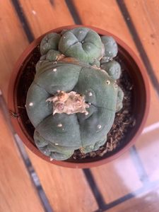 Lophophora williamsii – Peyote – Peyote-Kaktus – in Blüte, 8,5-cm-Topf Kunden-Foto 2