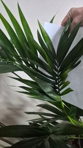 Kentia Palme 140-160 cm Howea forsterian Kunden-Foto 5
