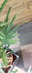 Trachycarpus fortunei Hanfpalme bis 130 cm Gesamthöhe aus Freilandzucht. Frosthart bis - 19 Grad Indoor und Outdoor Kunden-Foto 3