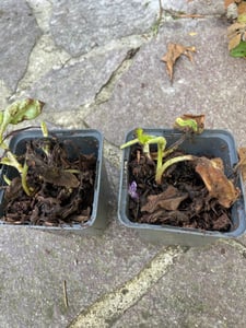 6 x Longkruid  - Pulmonaria 'Smokey Blue'  | Topf 9cm x 9cm Kunden-Foto 1