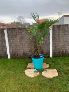 XXL winterharte Palme Hanfpalme 160-220 cm -18 °C Trachycarpus Fortunei Kunden-Foto 27
