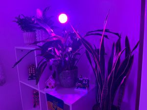 Lampe LED pour plantes à spectre complet, lampe de culture avec 3 modes d'éclairage, éclairage pour plantes, lampe de culture pour plantes d'intérieur/serre/fleurs - Retoo Photo du client 3