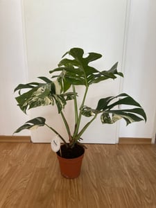 Monstera Deliciosa Variegata, wysokość 40-50 cm | Rzadka, pstrokatowa roślina doniczkowa | Rzadkość | Egzotyczna roślina z rodziny aroniowatych Zdjęcie produktu od klienta nr 3