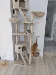 lionto Kratzbaum mit Deckenspanner, 230-250 cm großer Aktivitätsturm mit 2 Höhlen, 2 Liegemulden, Treppen & Spielbällen, beige Kunden-Foto 2