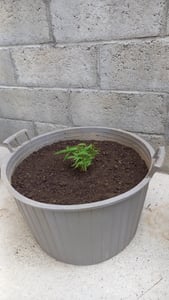 Fargesia rufa C5 - 5 Liter - Schirmbambus - Heckenbambus Kunden-Foto 1