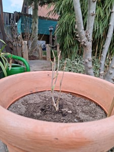 BALDUR Garten 10x Schneeball-Hortensie Annabelle; Pflanzen im 9x9 cm-Topf, , Gartenhortensie winterhart & pflegeleicht, Hydrangea arborescens, blühend, großblumige Freiland-Hortensie Kunden-Foto 1
