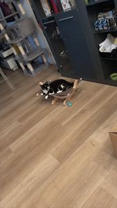 Kerbl Katzensofa Hängematte SIESTA 2.0, braun mit Holzgestell, 61x37x29cm; 81559 Kunden-Foto 2