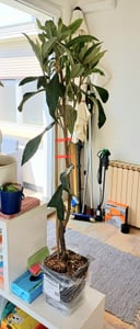 Eriobotrya japonica 'Tanaka', Japanische Mispel, Höhe 80 cm, 5-Liter-Topf Kunden-Foto 1