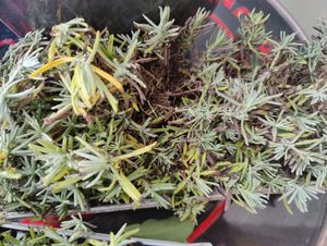 6 Pflanzen Lavandula angustifolia Staude Lavendel Kunden-Foto 4