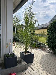 Palme XXL 180 cm Phoenix canariensis, kanarische Dattelpalme, winterhart Kunden-Foto 8