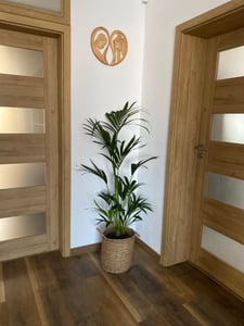 Kentia Palm 140-160 cm Howea forsterian Fotografie od zákazníka č. 1