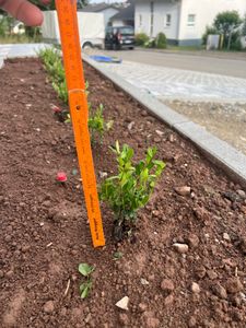 Ilex 'Crenata' 20-25 cm - Stechpalme Heckenpflanzen - Idealer Buchsbaum-Ersatz Kunden-Foto 12