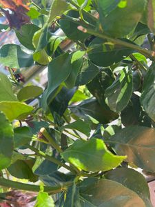 Grünwaren: echter Zitronenbaum 70 - 100 cm Zitrone Citrus Limon Zitruspflanze Kunden-Foto 10