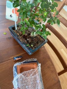 Bonsai Baum mit Keramik Blumentopf - Ligustrum, Ficus, Carmona, Podocarpus, Chinese elm - ca. 6-9 Jahre (20cm Schale ca. 8 Jahre, Chinese elm P20 S) Kunden-Foto 9