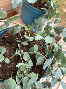 2 Stück Eukalyptus Gunnii - Frostharter und duftender Eucalyptusbaum  30-40 cm Gesamthöhe im Topf bis-10 Grad Kunden-Foto 6