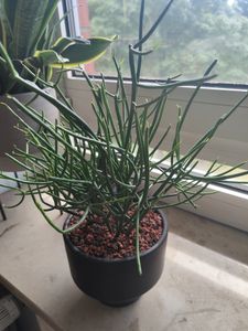 Euphorbia tirucalli - Bleistiftkaktus - grosse Pflanze im 12cm Topf Kunden-Foto 1