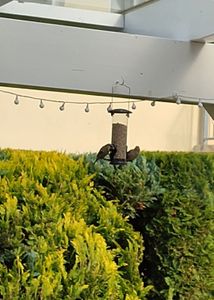 25 kg schalenloses Streufutter mit Mehlwürmer Kunden-Foto 1