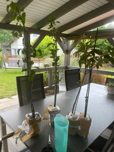 Set mit 3 Obstbäumen – 1 Apfel, 1 Birne, 1 Kirsche – Höhe +100 cm – 5-Liter-Topf – Mischung A Kunden-Foto 14