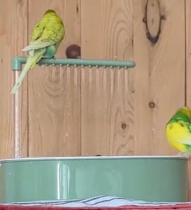 Vogelbad für Papageien & Wellensittiche – Automatisches Duschbad mit USB-Pumpe, abnehmbares Vogelbad für Vogelkäfig Kunden-Foto 1