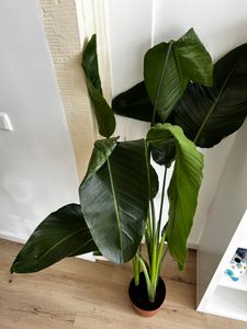 [Palmenlager] XL Strelitzia nicolai - Paradiesvogelblume - 140 cm - 3er Tuff / Baumstrelitzia / mediterrane Pflanze Kunden-Foto 10