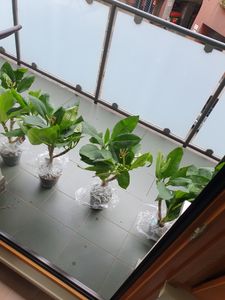 Hawajskie drzewo swiatynne - Plumeria - Kolor niespodzianka Zdjęcie produktu od klienta nr 1
