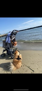 TRIXIE Buggy mit 4 Rädern für Hunde bis 15 kg - grau - 47 × 100 × 80 cm Kunden-Foto 3