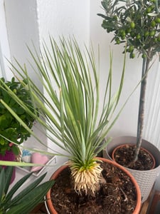 yucca Yucca Rostrata kamerplant 70cm Ø30cm Exotische Wüstenpflanze decoratie Klantenfoto 1